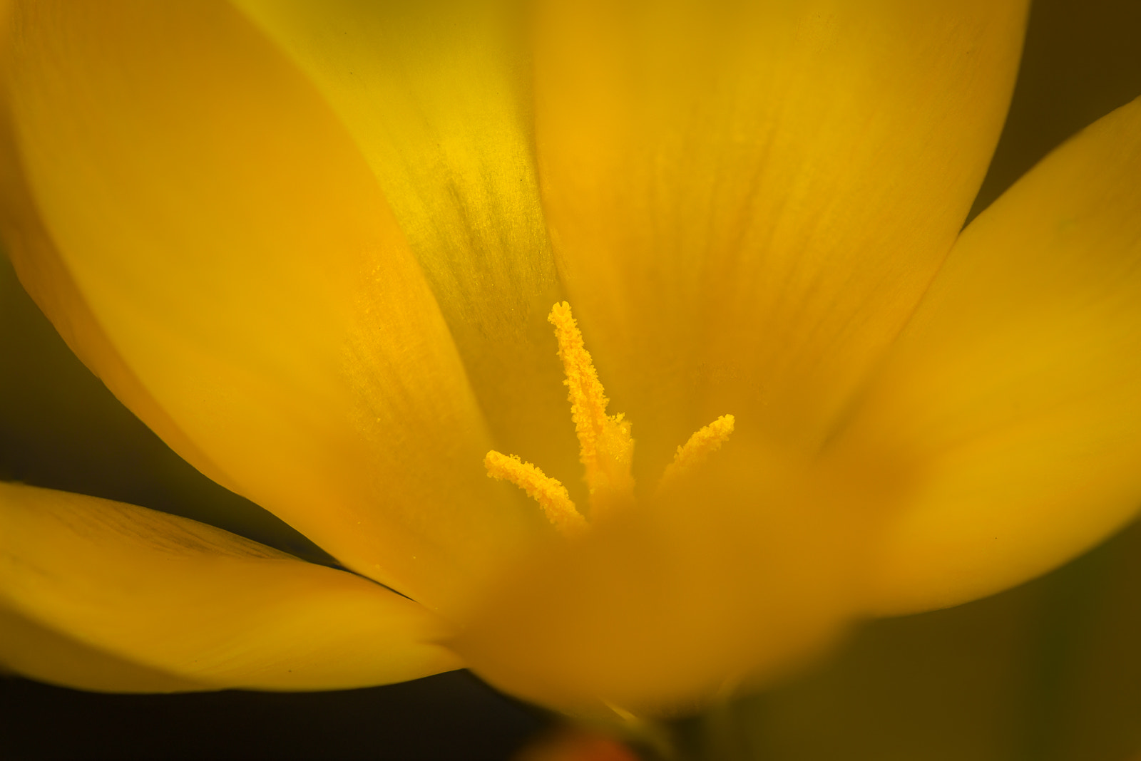 Sony SLT-A58 + 105mm F2.8 sample photo. Gele krokus photography