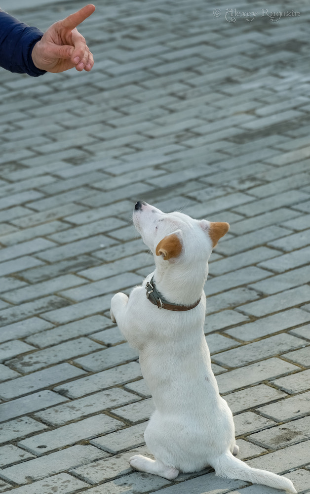 Fujifilm X-T2 + Fujifilm XC 50-230mm F4.5-6.7 OIS sample photo. Finger pointing photography