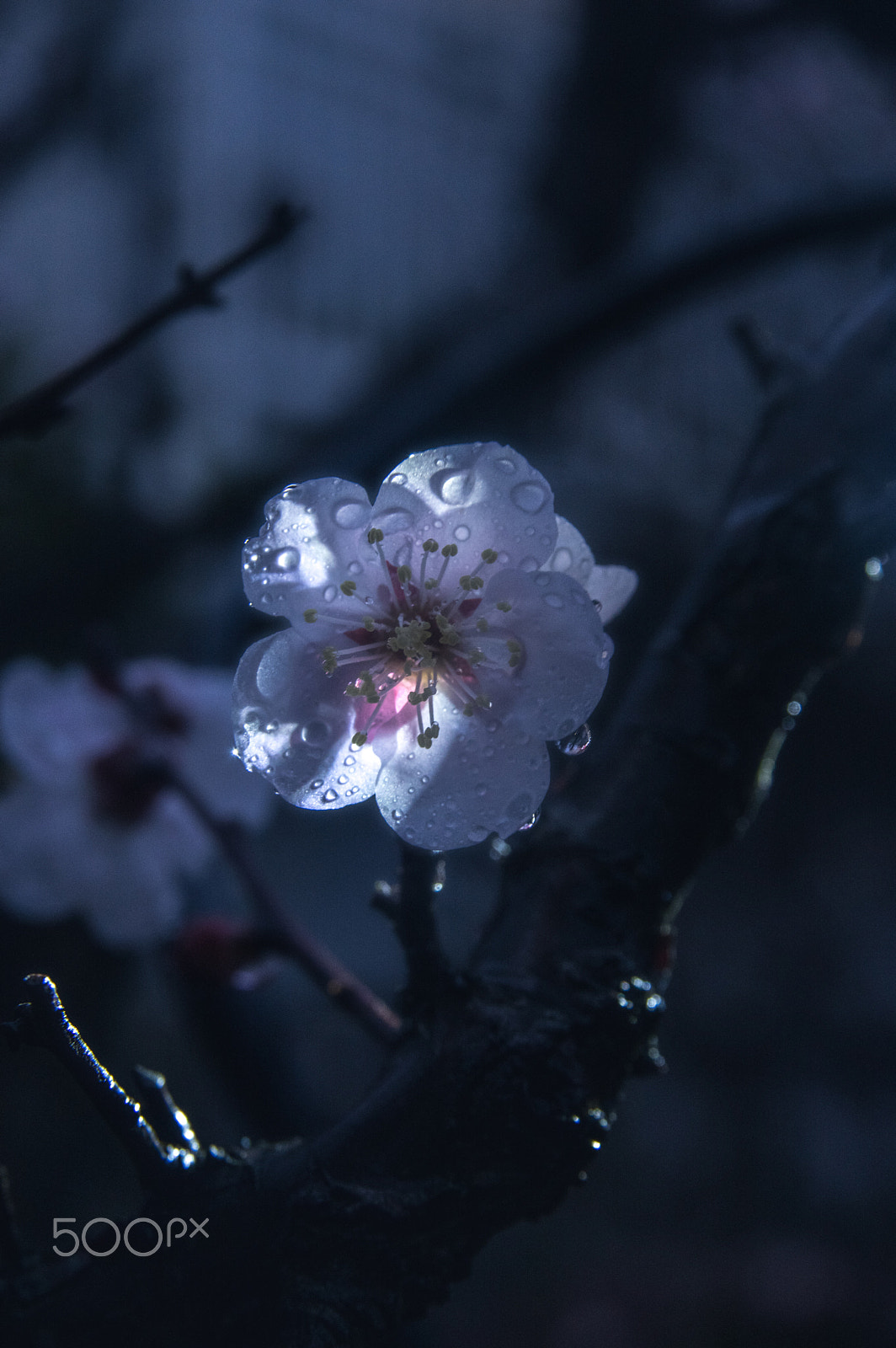 Sigma AF 10-20mm F4-5.6 EX DC sample photo. Japanese beauty photography