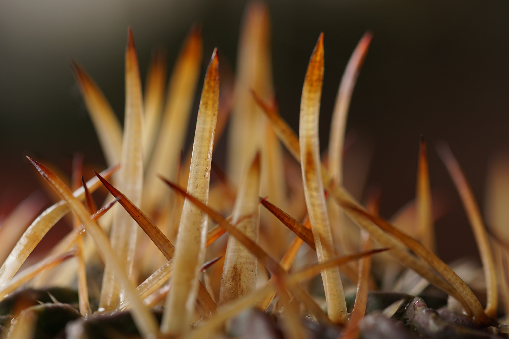 Sony ILCA-77M2 + 90mm F2.8 Macro SSM sample photo. Cactus photography