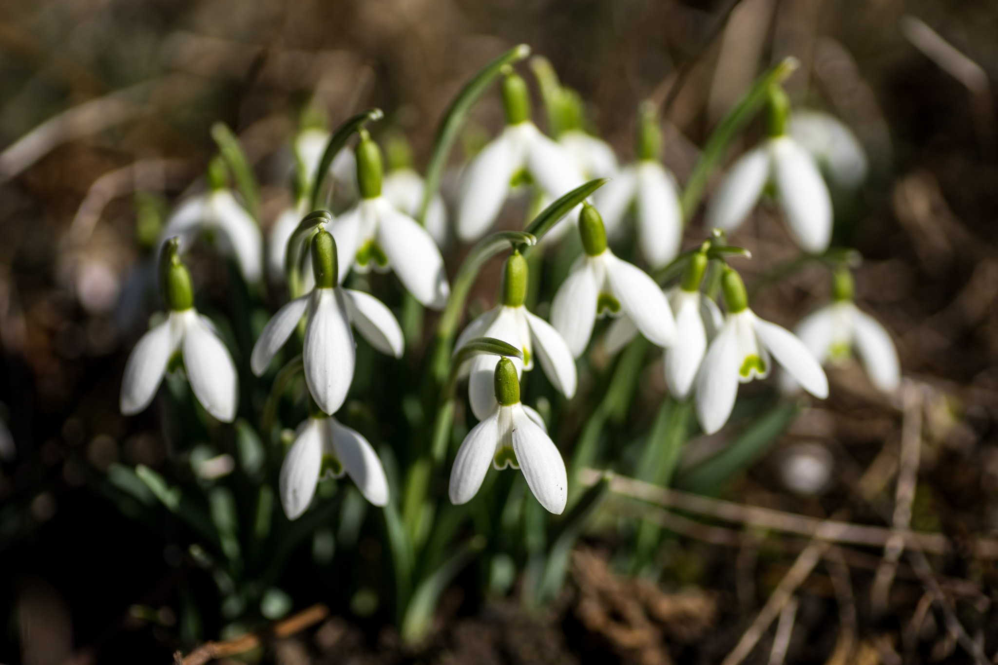 Sony a7 + Tamron SP AF 90mm F2.8 Di Macro sample photo. März photography