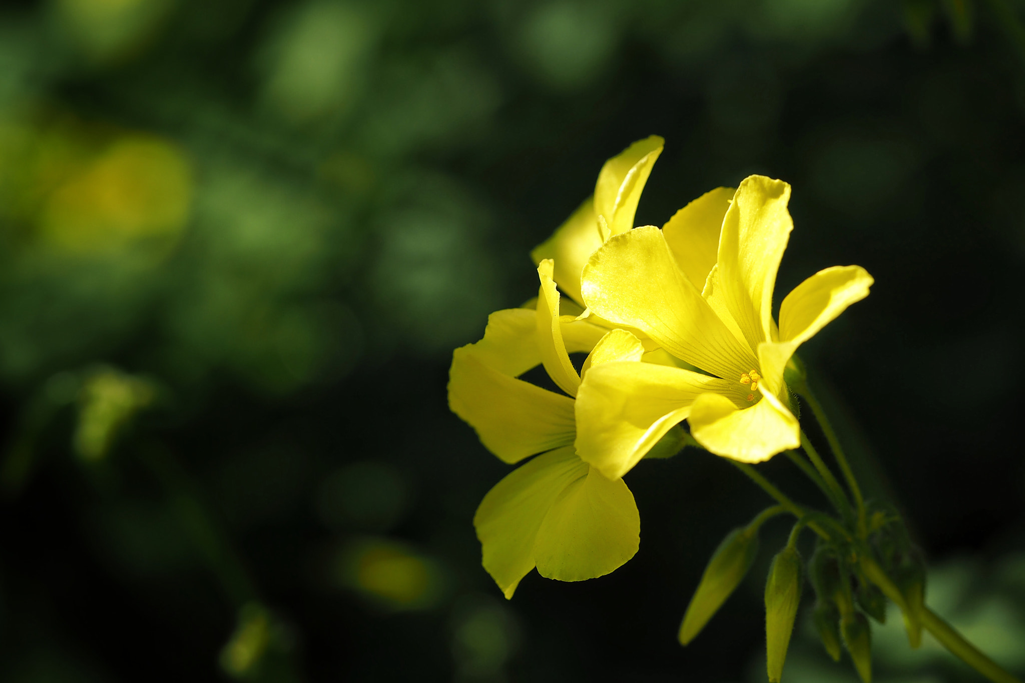 Olympus PEN E-PL7 sample photo. Yellow sorrel photography