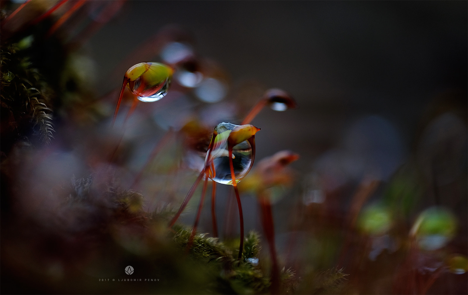 Fujifilm X-T1 + ZEISS Touit 50mm F2.8 sample photo. Colorful drops (2) photography