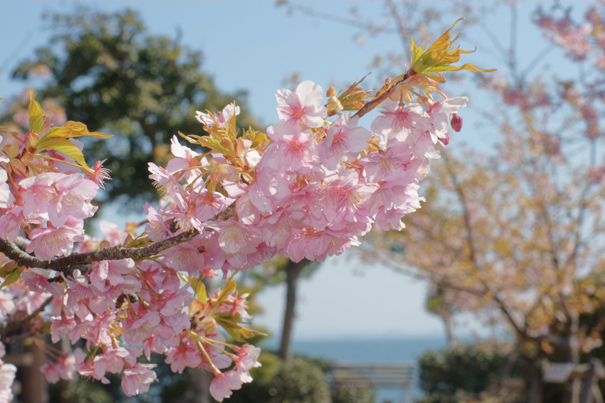 Sony Alpha DSLR-A700 + Sony 50mm F1.4 sample photo. Starting in an excursion season photography