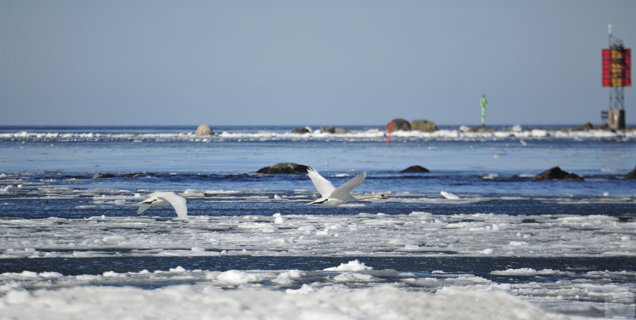 Nikon D700 sample photo. Swans photography