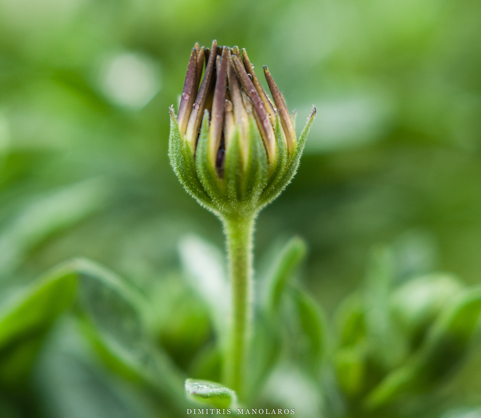 Nikon D300S sample photo. The birth of a daisy photography