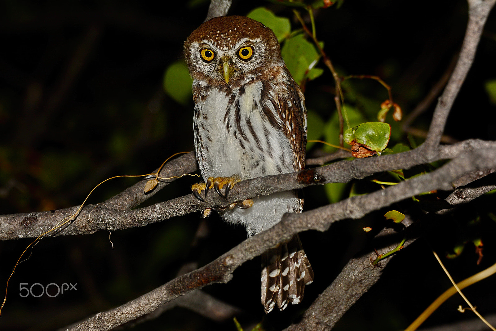 Nikon D7100 + Nikon AF-S Nikkor 600mm F4D ED-IF II sample photo. Pearl-spotted owlet photography