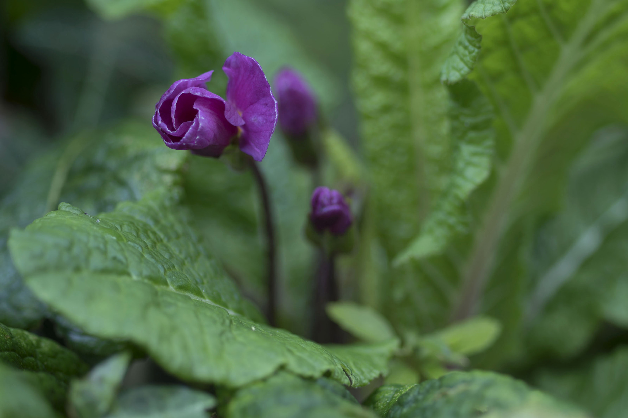 Sony 100mm F2.8 Macro sample photo. Primula photography