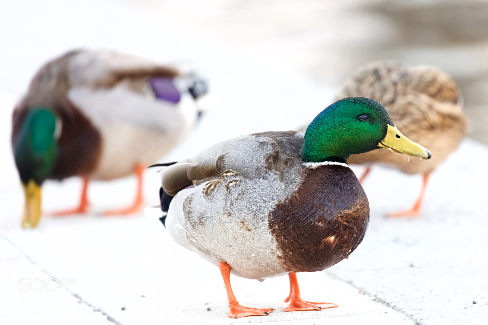 Canon EOS 5DS R sample photo. Mallard duck photography