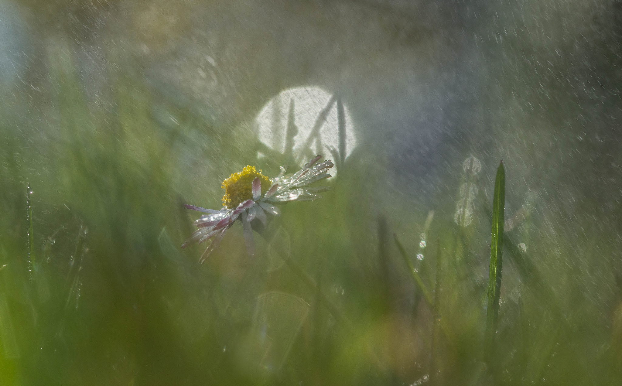 Sigma 105mm F2.8 EX DG OS HSM sample photo. Sous la pluie photography