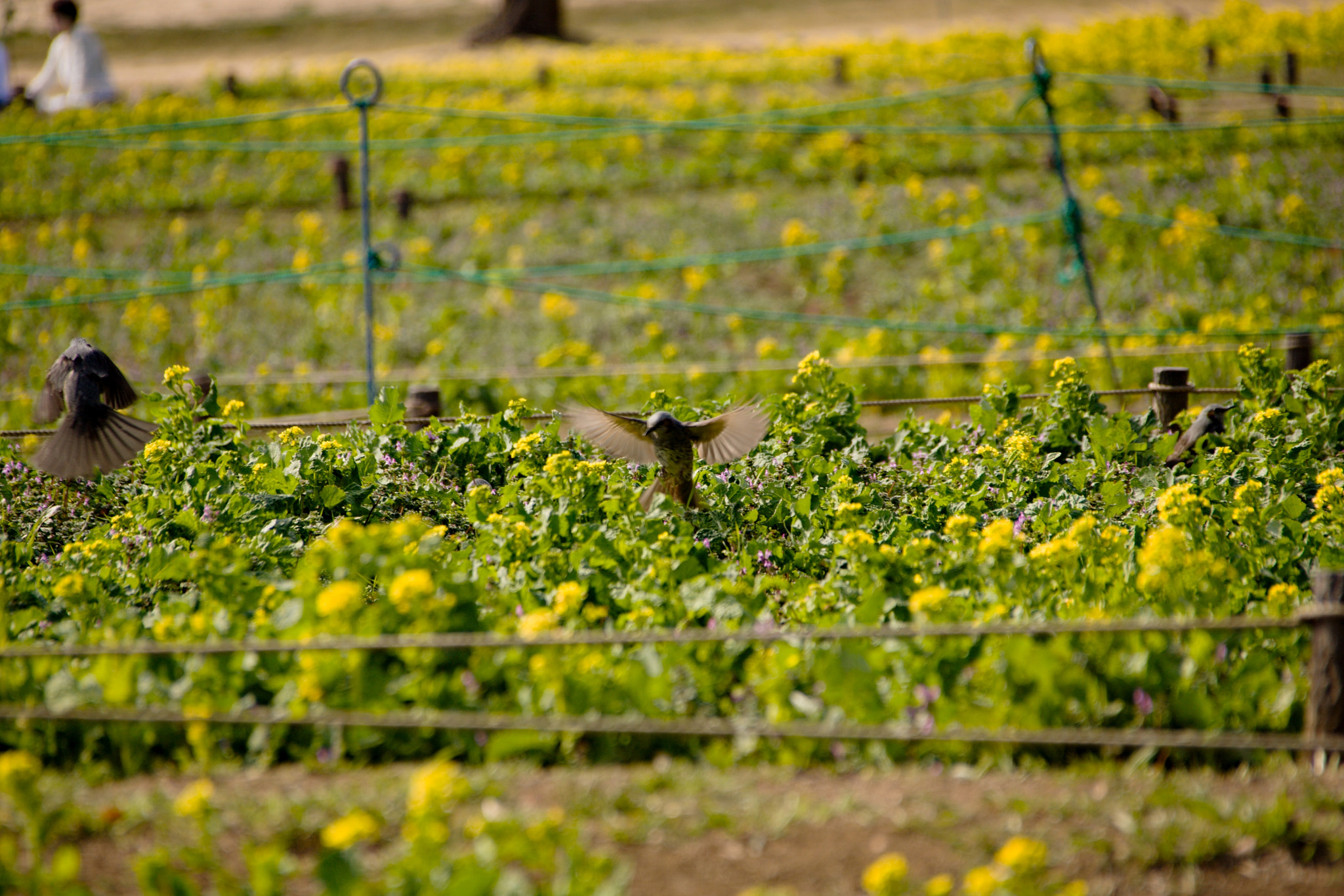 Canon EOS 40D sample photo. I am delighted with the flower garden昭和記念公園 photography