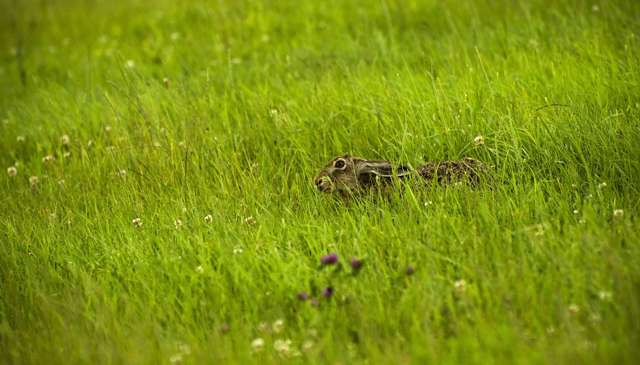 Nikon D7200 sample photo. Bugs bunny photography