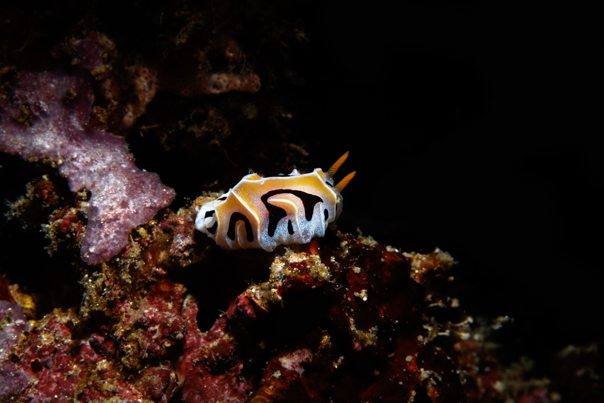 Canon EOS 5DS R + Canon EF 100mm F2.8L Macro IS USM sample photo. Nudibranch baby, pemuteran bali photography