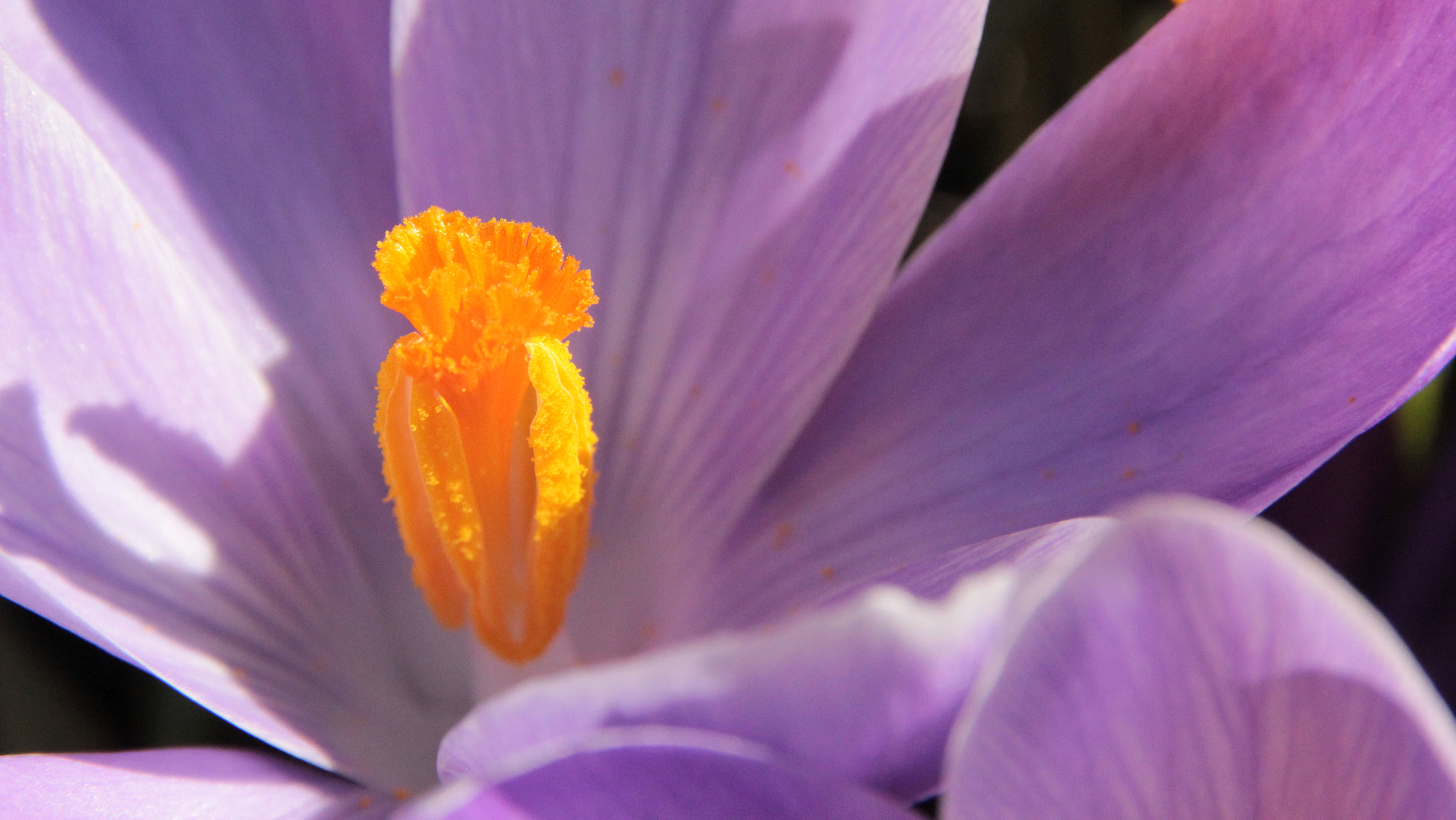 Sigma 18-250mm F3.5-6.3 DC OS HSM sample photo. Crocus stamp photography