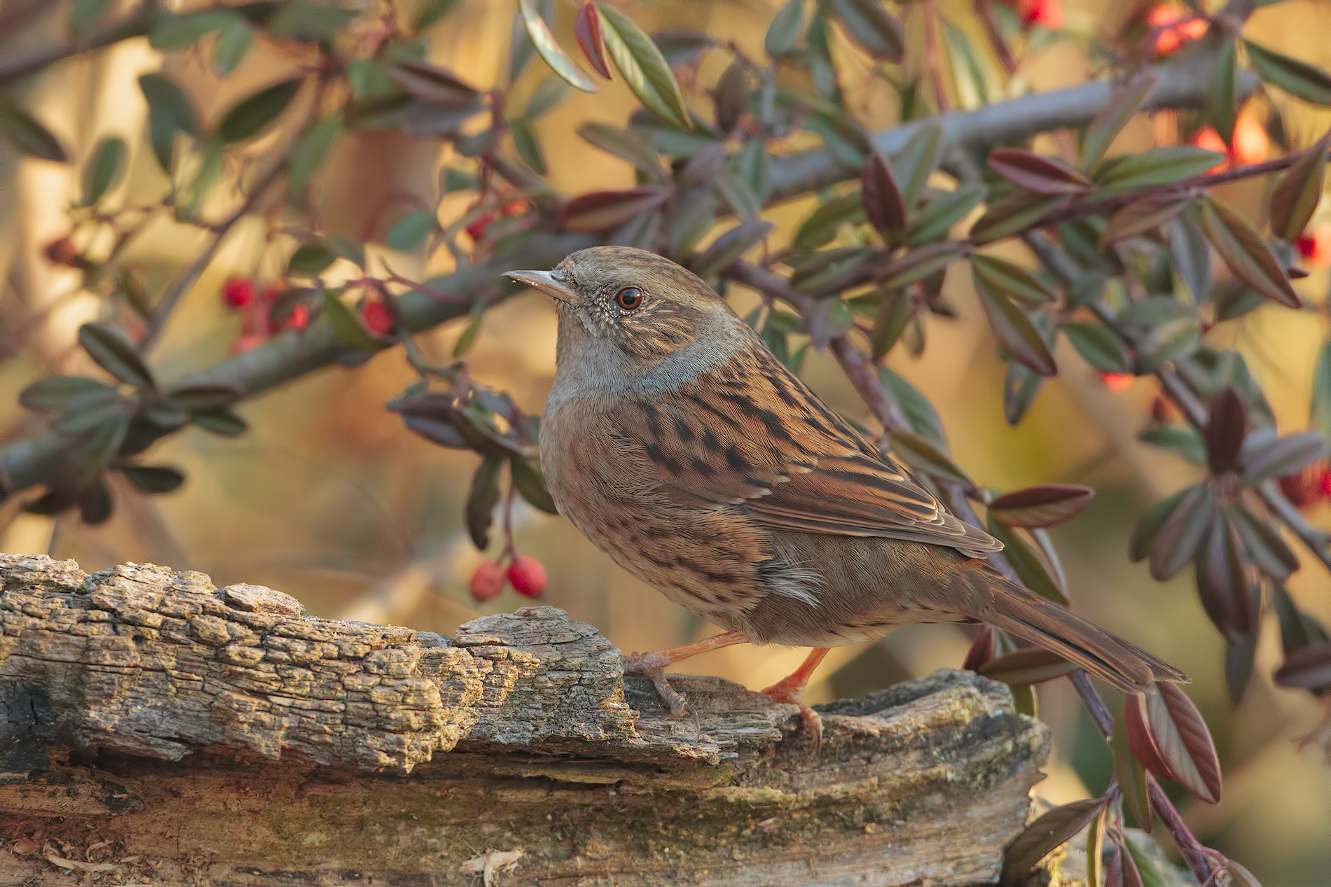 Canon EF 500mm F4L IS USM sample photo. Passera scopaiola photography