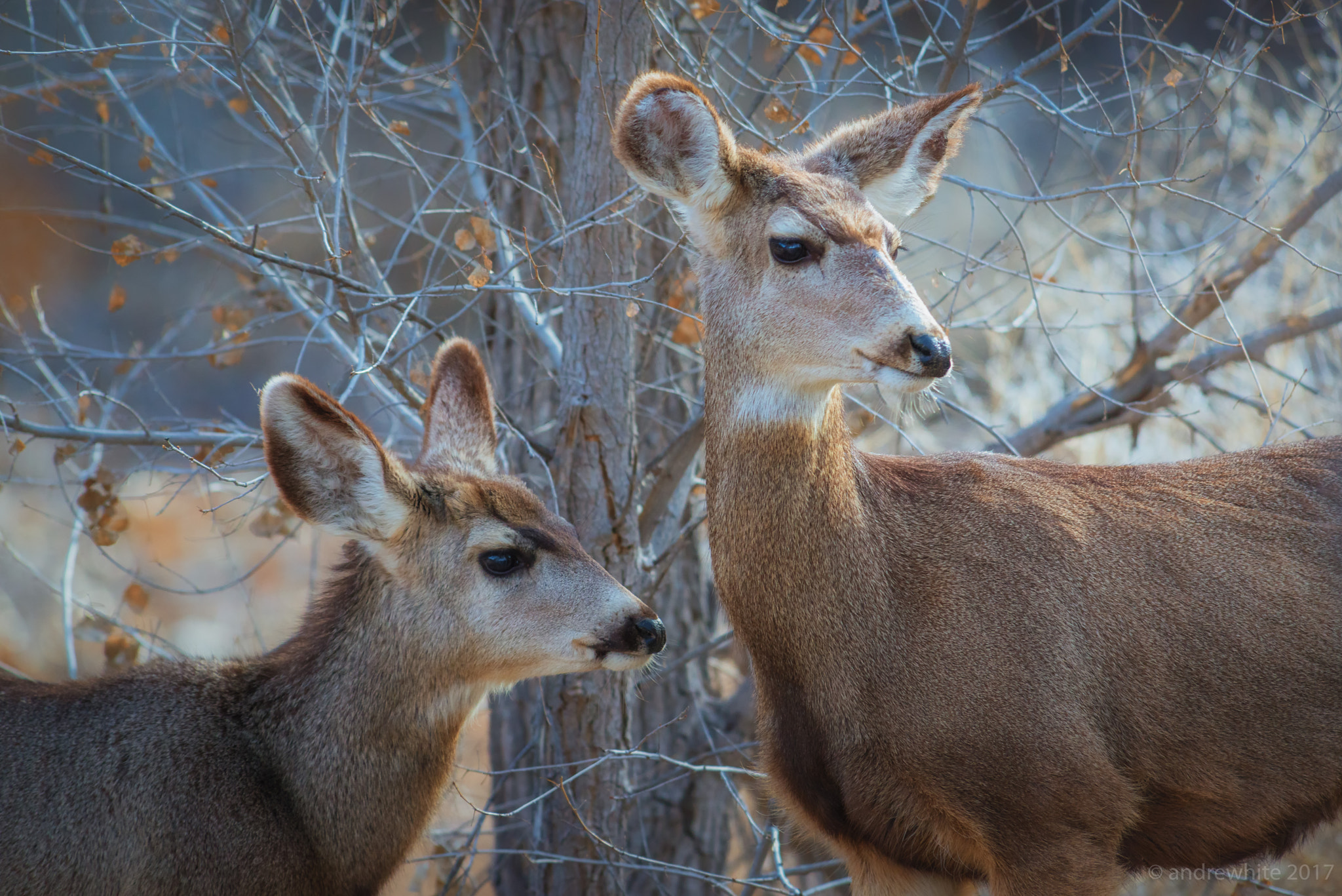 Nikon AF-S Nikkor 300mm F2.8G ED VR II sample photo. Deer portrait photography