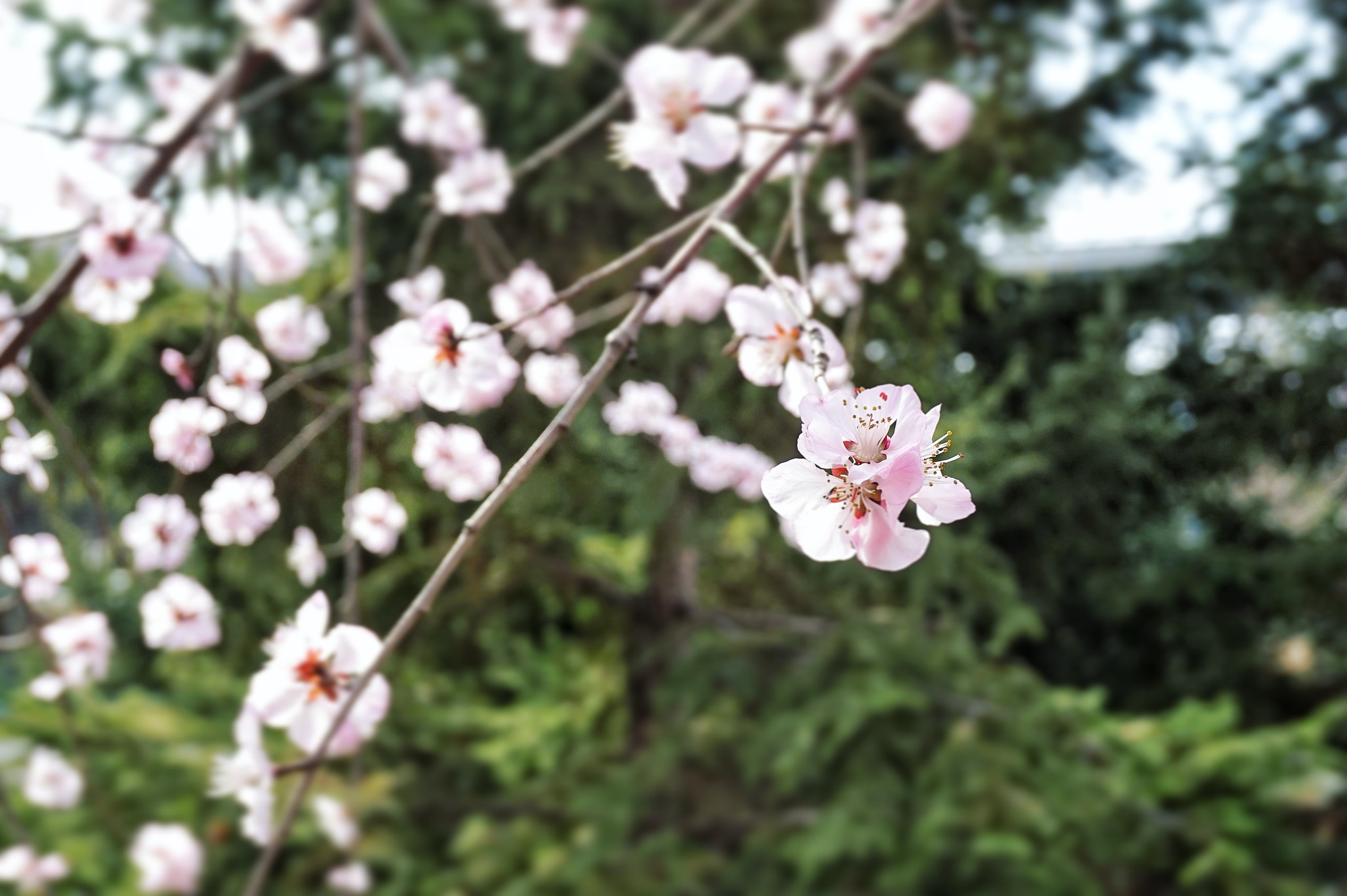 Sony E 18-50mm F4-5.6 sample photo