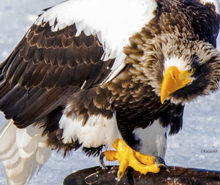Nikon D810 sample photo. Wild hunting photography