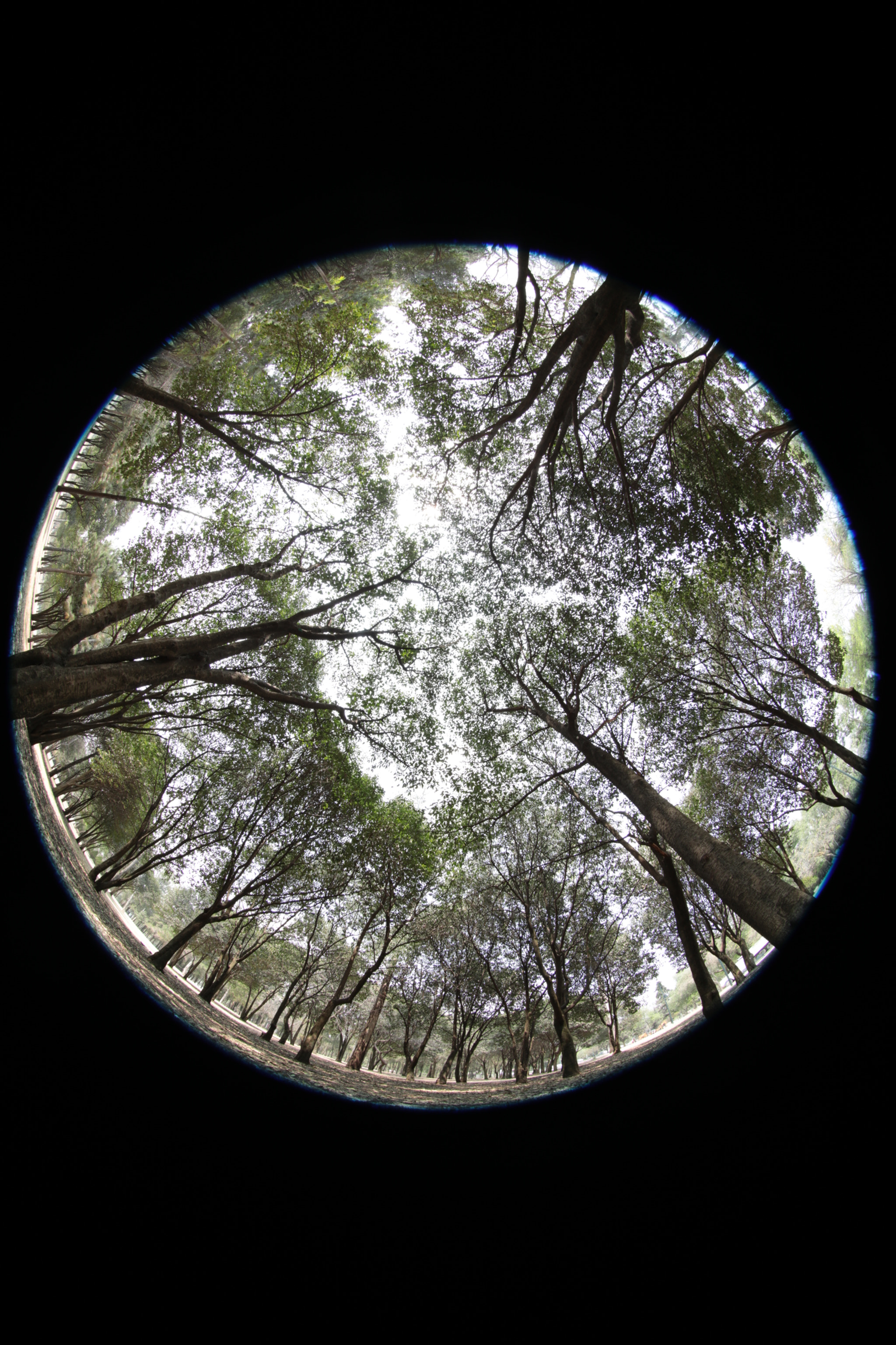 Canon EF 8-15mm F4L Fisheye USM sample photo. The gentle forms of light and the forest. photography
