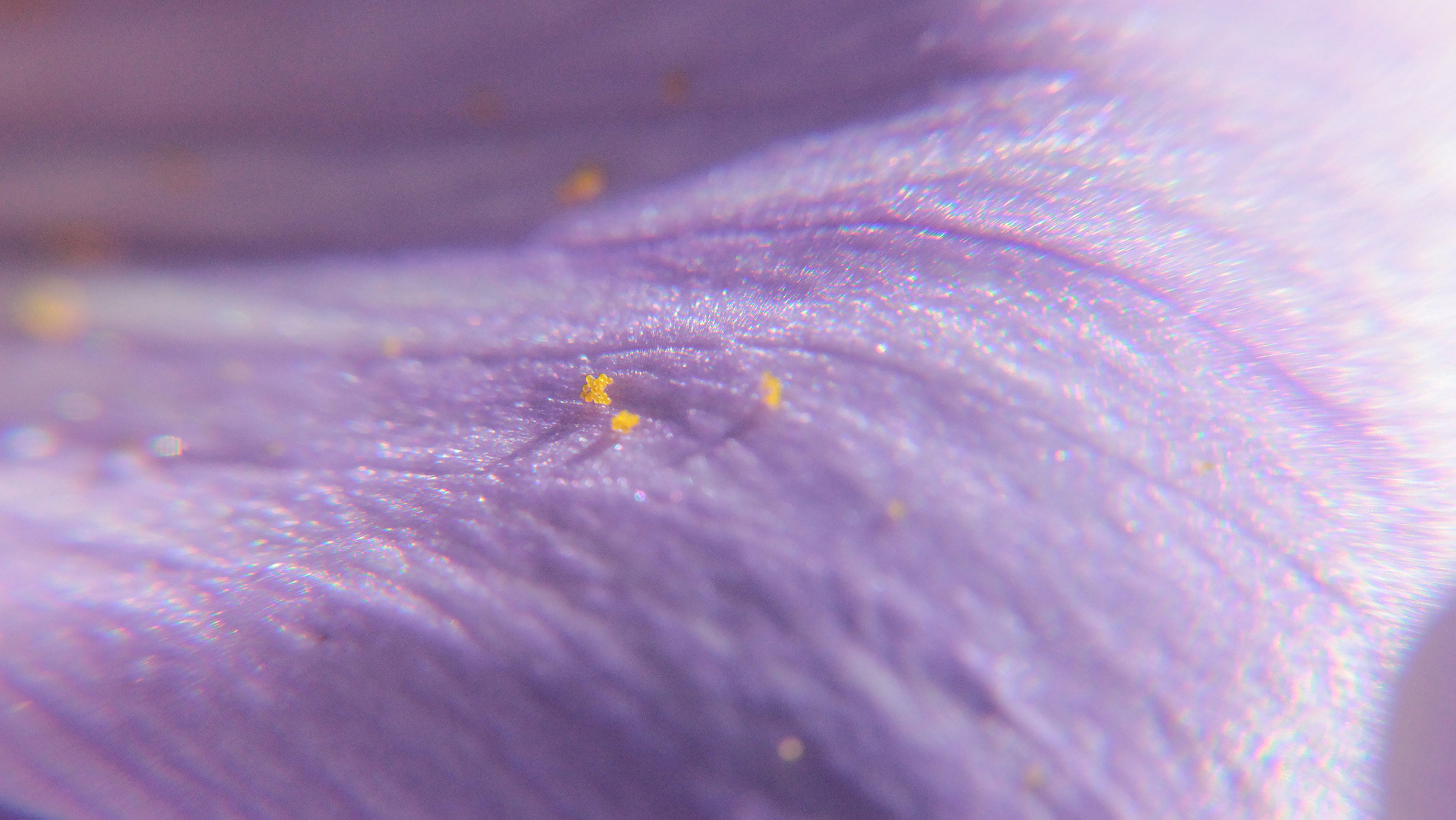 Sigma 18-250mm F3.5-6.3 DC OS HSM sample photo. Crocus pollen photography