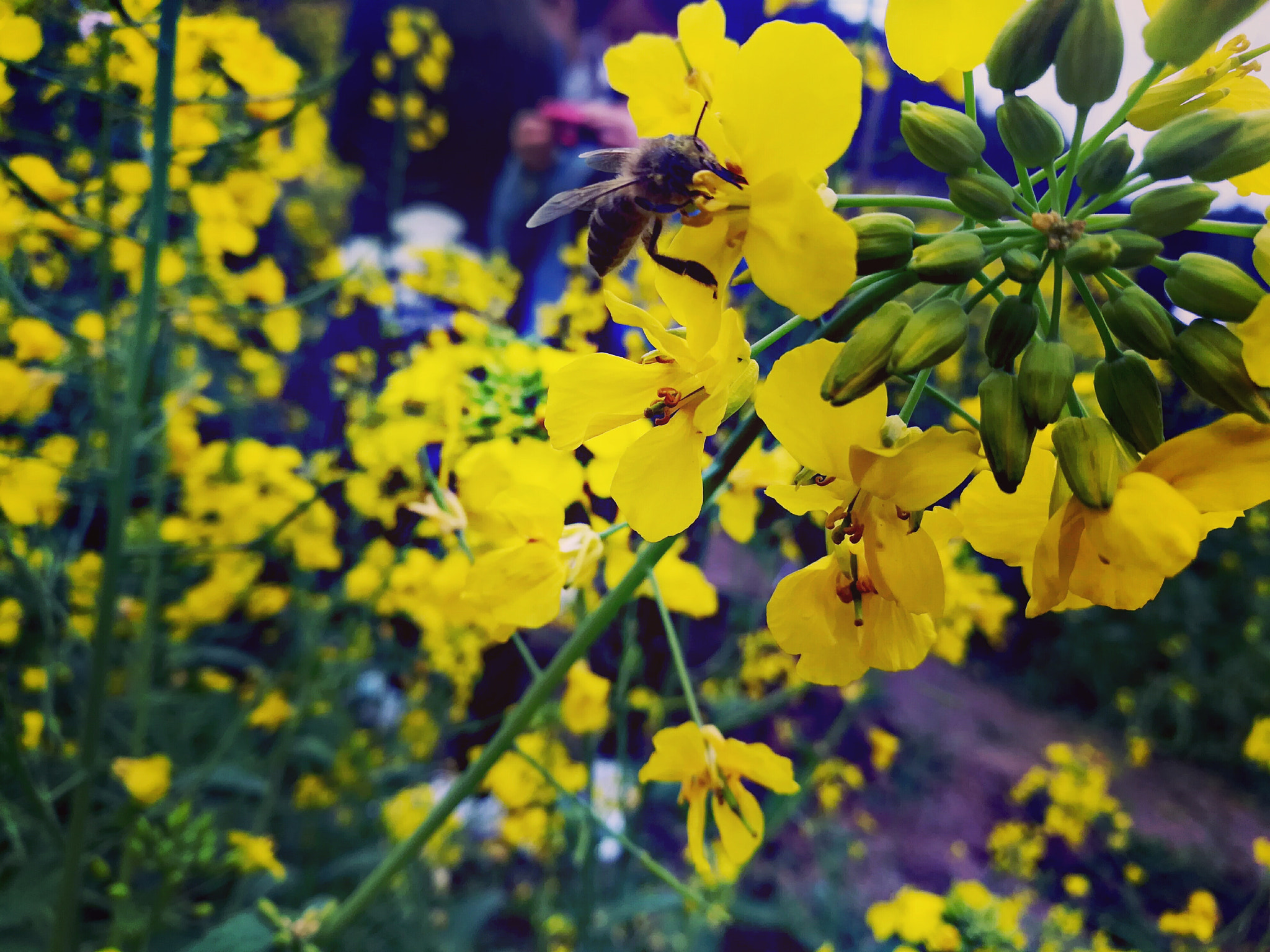 HUAWEI c??Eu?s 6X sample photo. 蜜蜂.菜花 photography