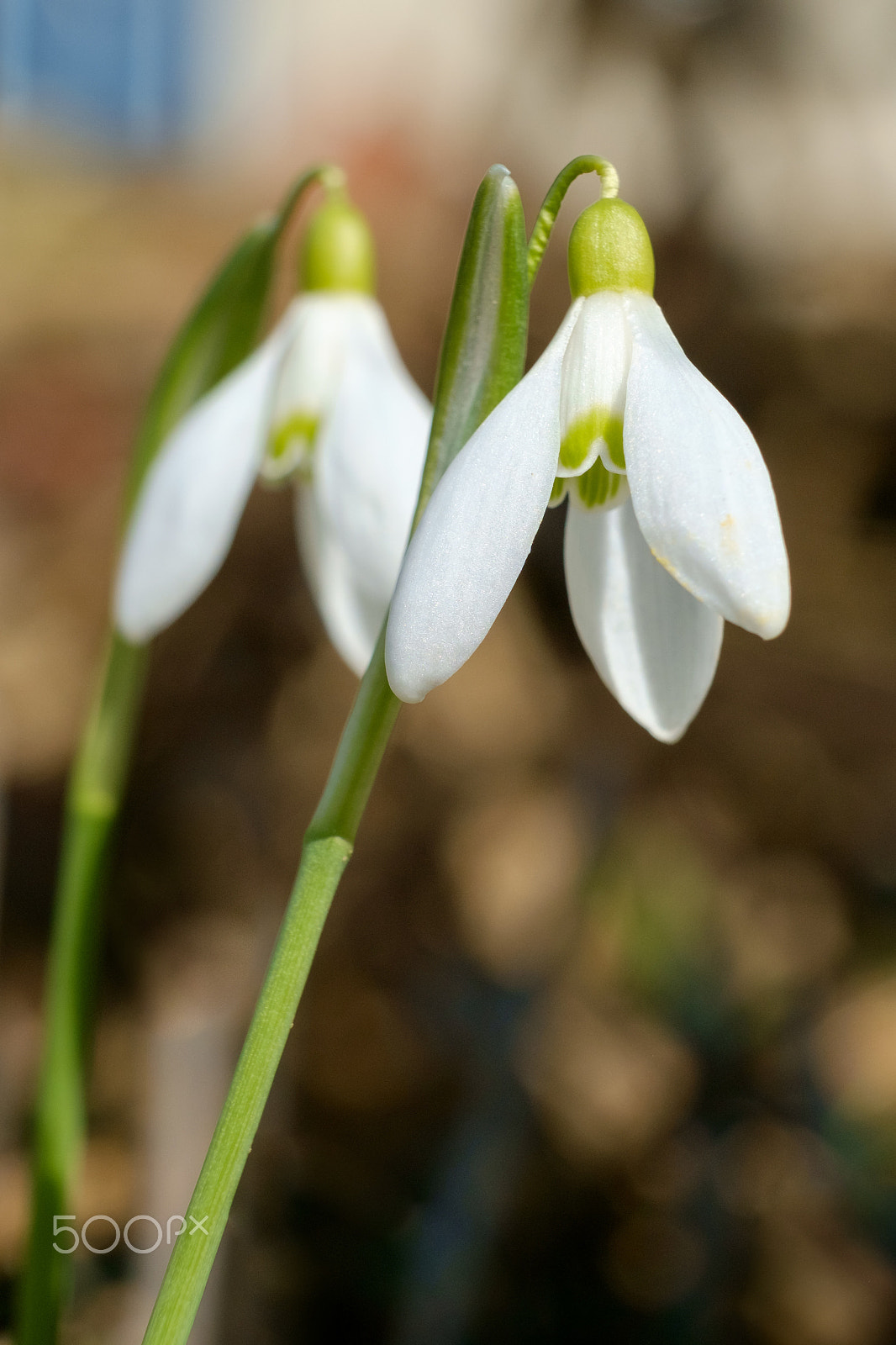 Fujifilm X-E1 + Fujifilm XF 60mm F2.4 R Macro sample photo. Schneeglöckchen photography