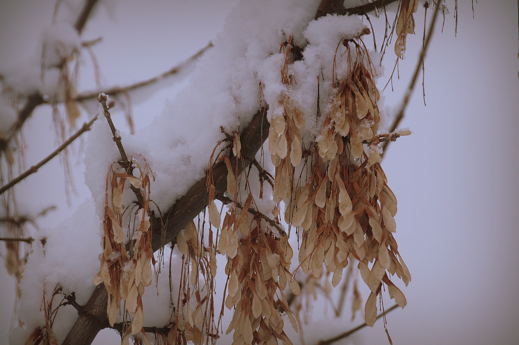 Canon EOS 650D (EOS Rebel T4i / EOS Kiss X6i) + Sigma 18-250mm F3.5-6.3 DC OS HSM sample photo. Snow and winter ... photography