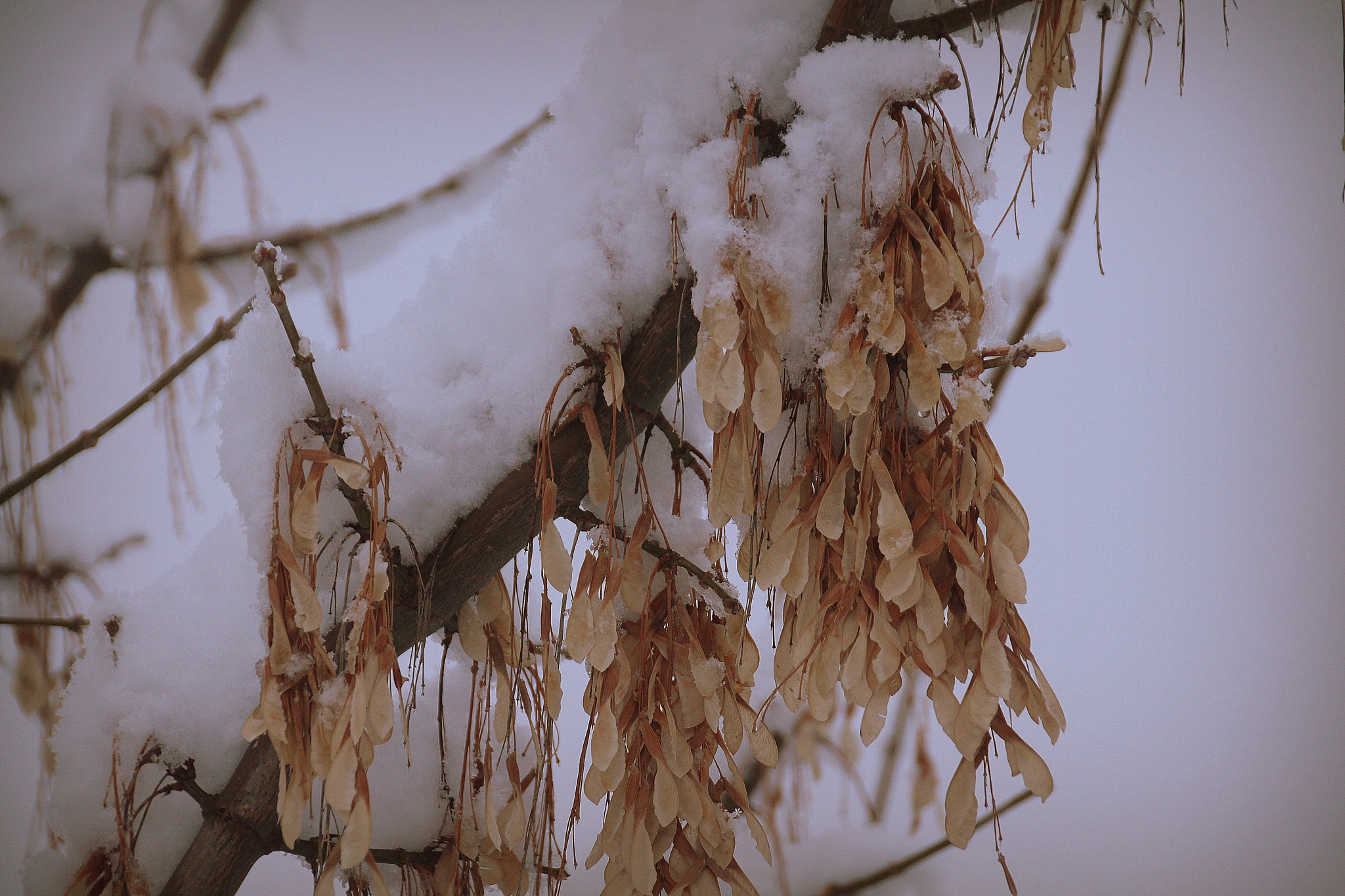 Sigma 18-250mm F3.5-6.3 DC OS HSM sample photo. Snow and winter ... photography