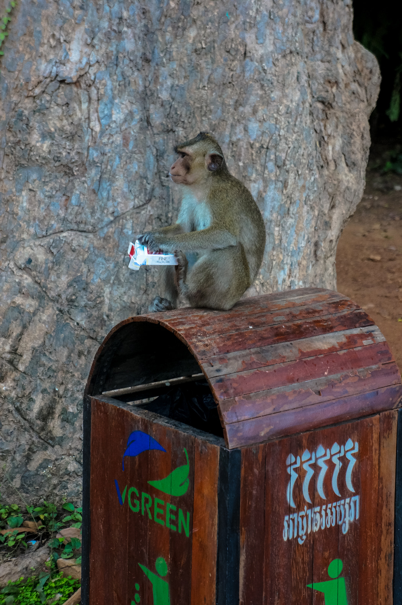 Sony Alpha NEX-5R sample photo. Smoking cambodia monkey :-) photography