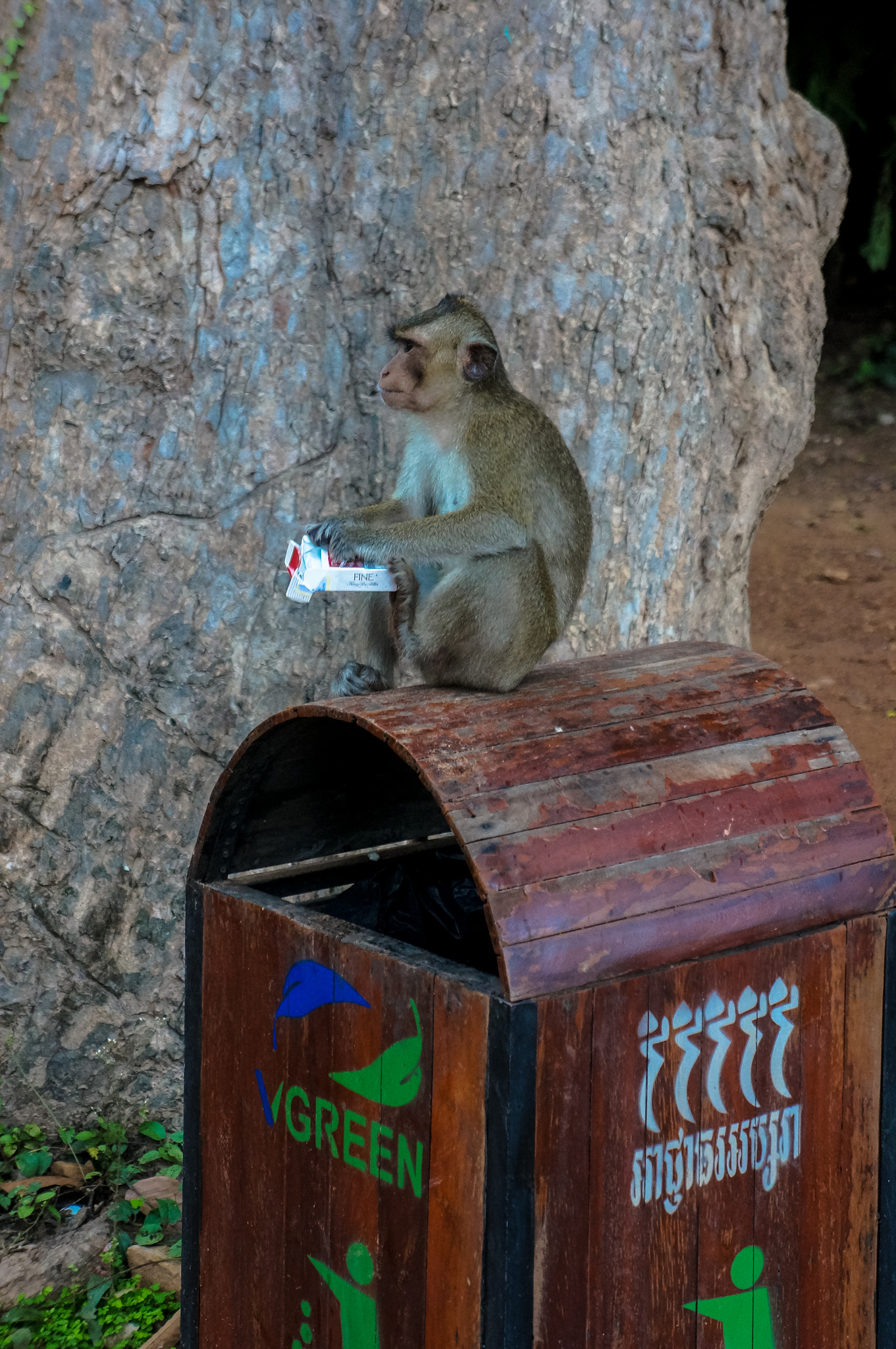 Sony Alpha NEX-5R + Sony E 18-55mm F3.5-5.6 OSS sample photo. Smoking cambodia monkey :-) photography