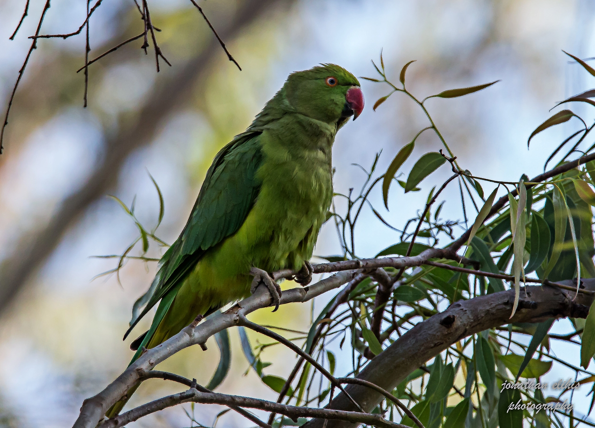 Tamron SP 150-600mm F5-6.3 Di VC USD sample photo. Psittacula krameri photography