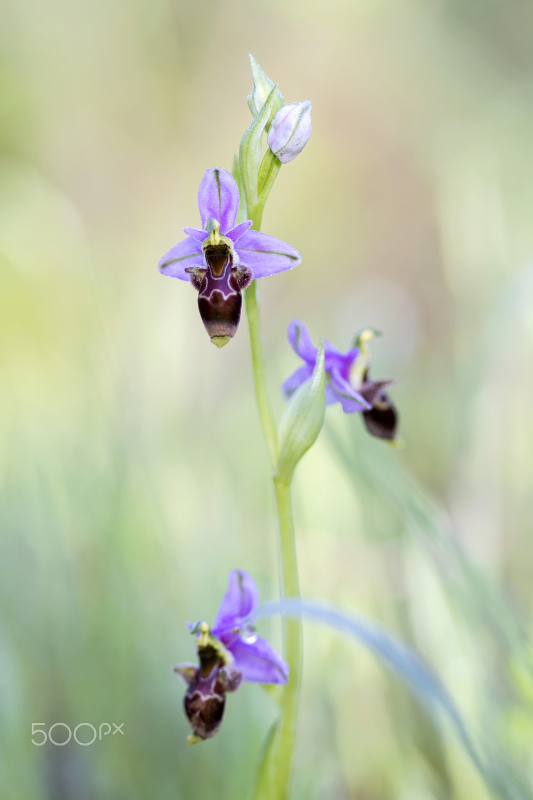 Canon EF 100mm F2.8 Macro USM sample photo. 20170311 doñana - 002 photography
