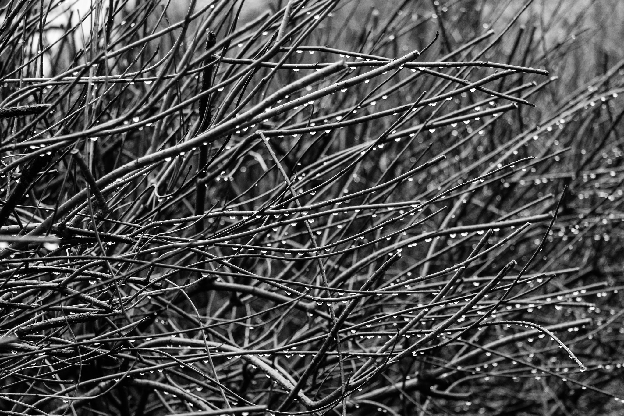 Canon EF-S 17-85mm F4-5.6 IS USM sample photo.  jesienne krople photography