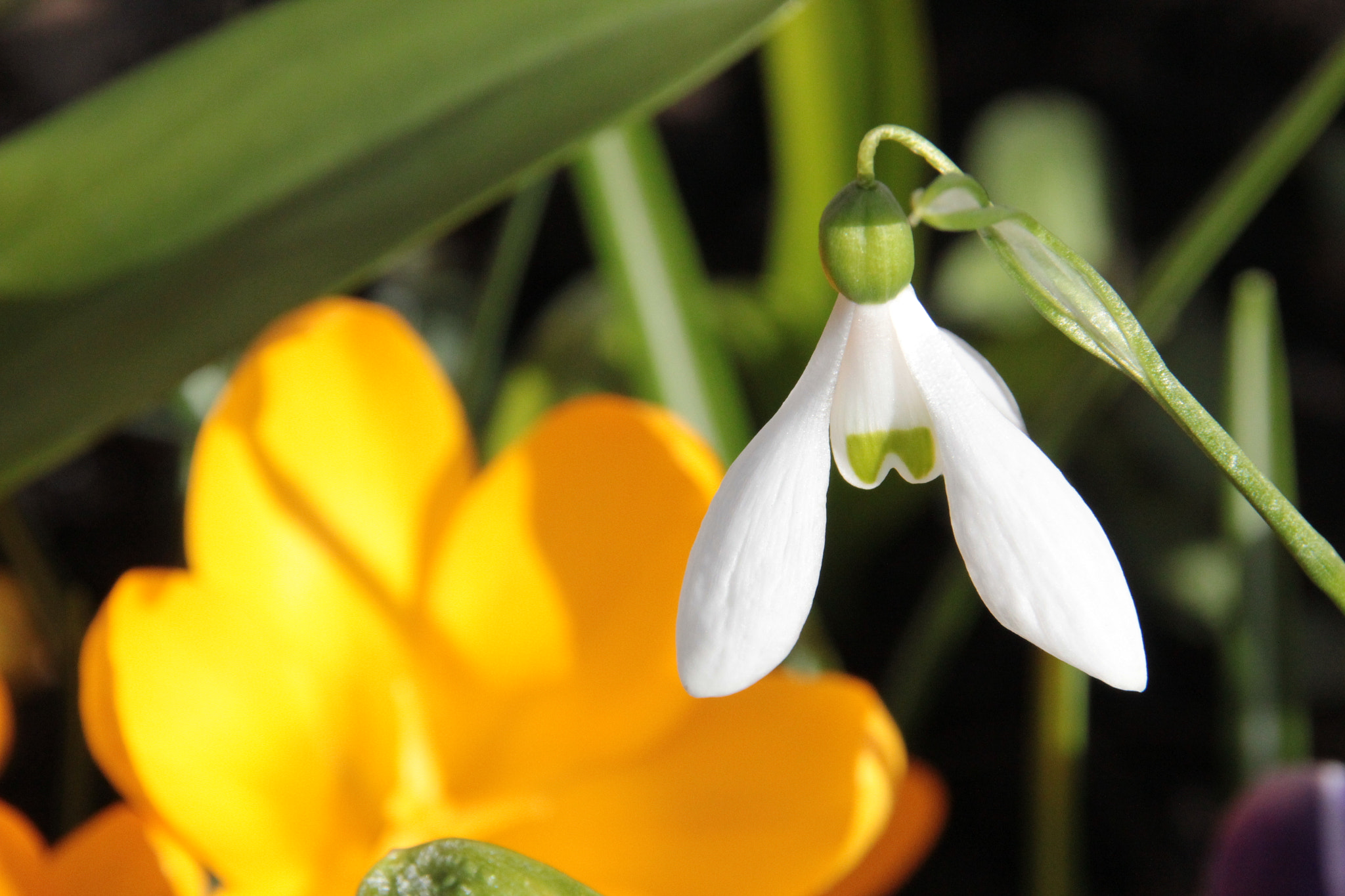 Sigma 18-250mm F3.5-6.3 DC OS HSM sample photo. Snowdrop photography
