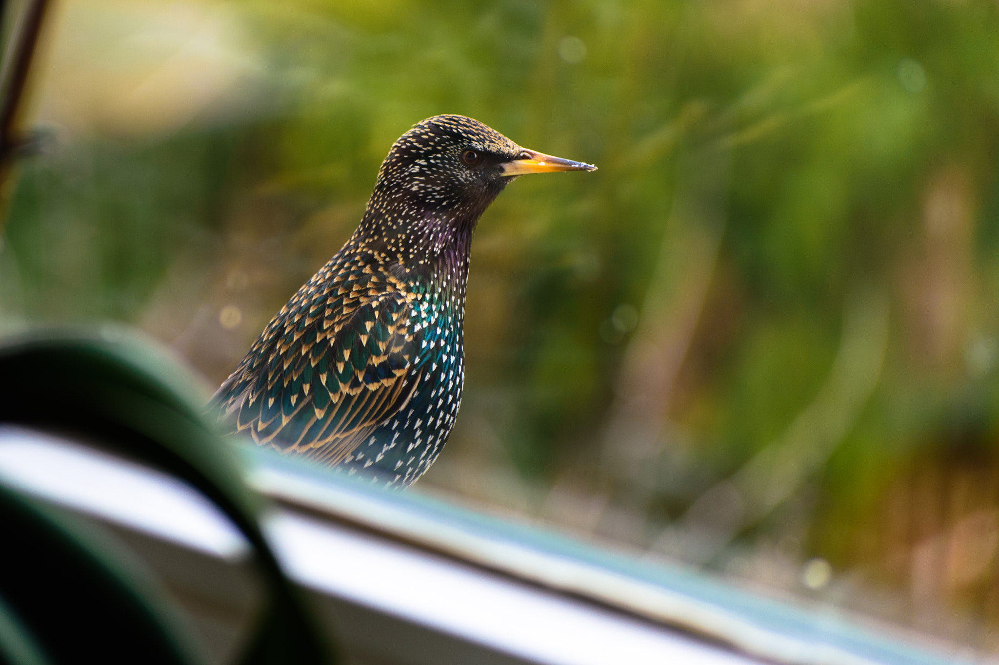 Nikon D5500 sample photo. Starling / star photography