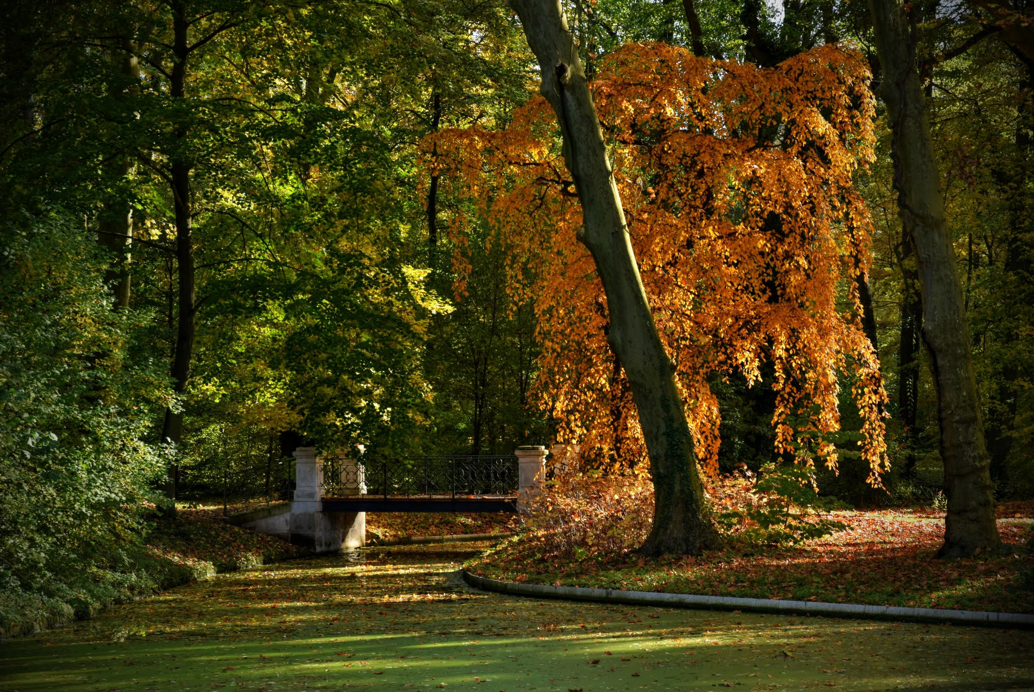Sigma 17-70mm F2.8-4 DC Macro OS HSM | C sample photo. Autumn light. photography