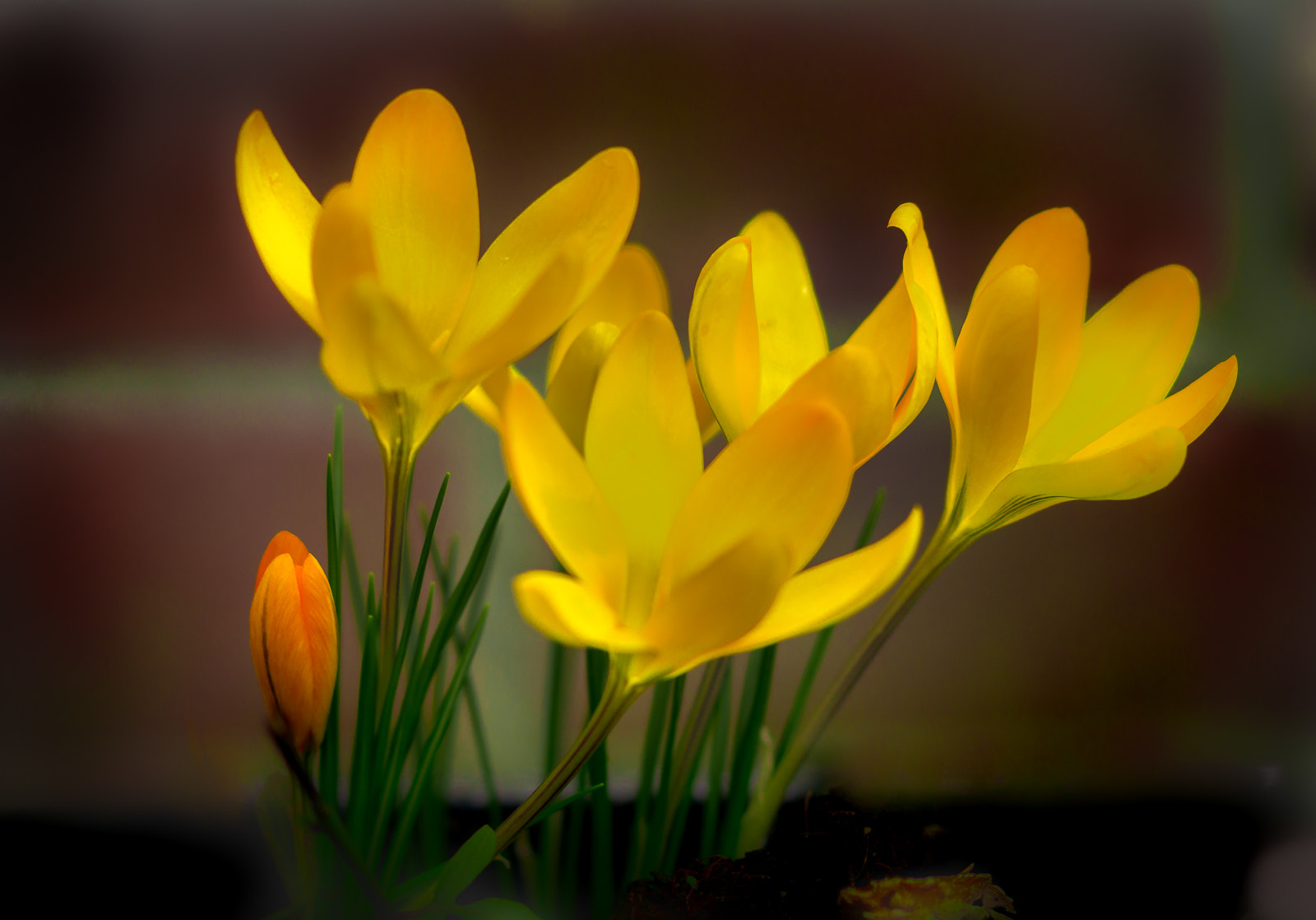 Sony SLT-A58 + 105mm F2.8 sample photo. Gele krokus photography