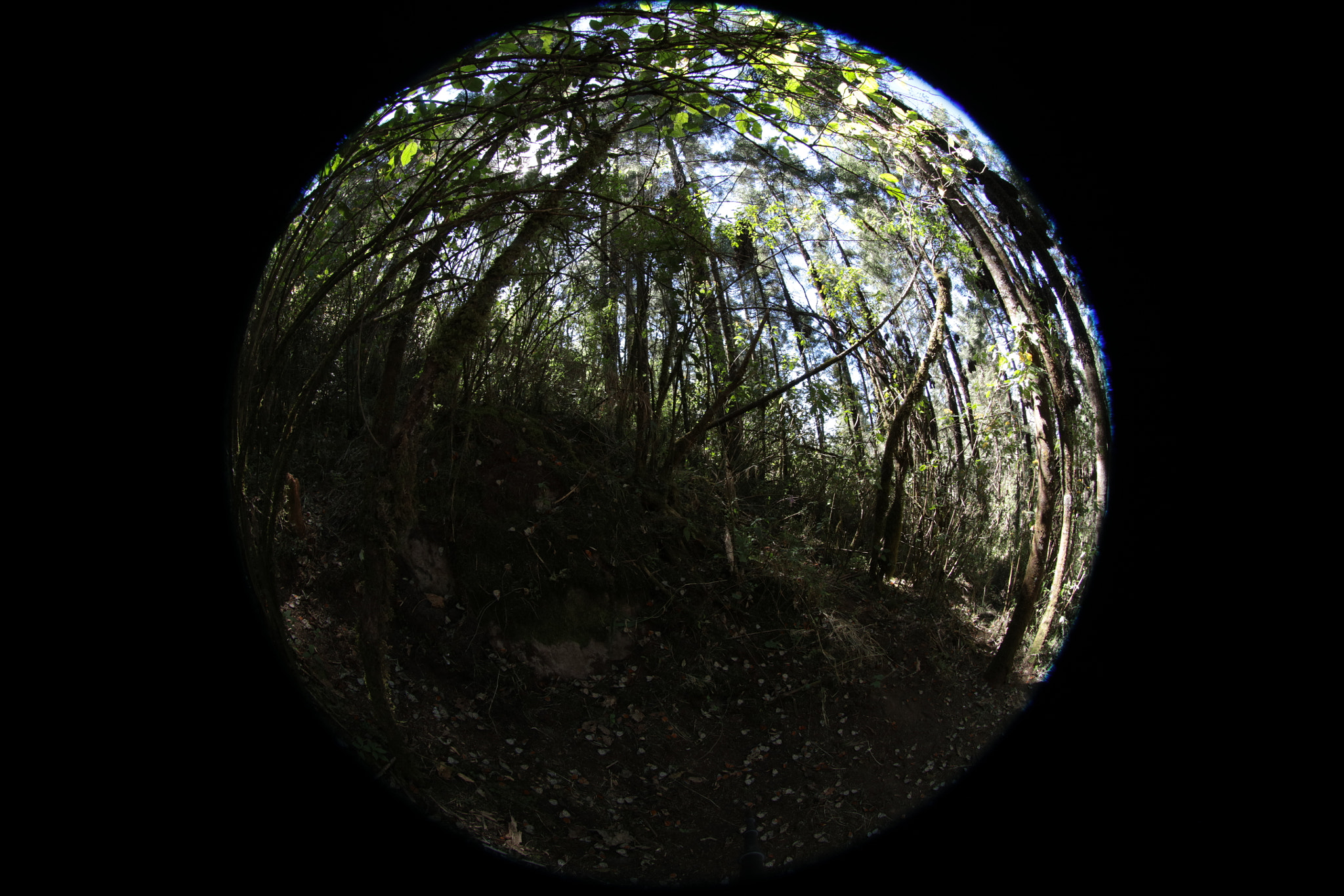 Canon EF 8-15mm F4L Fisheye USM sample photo. The light, comes slowly forming ovals. photography