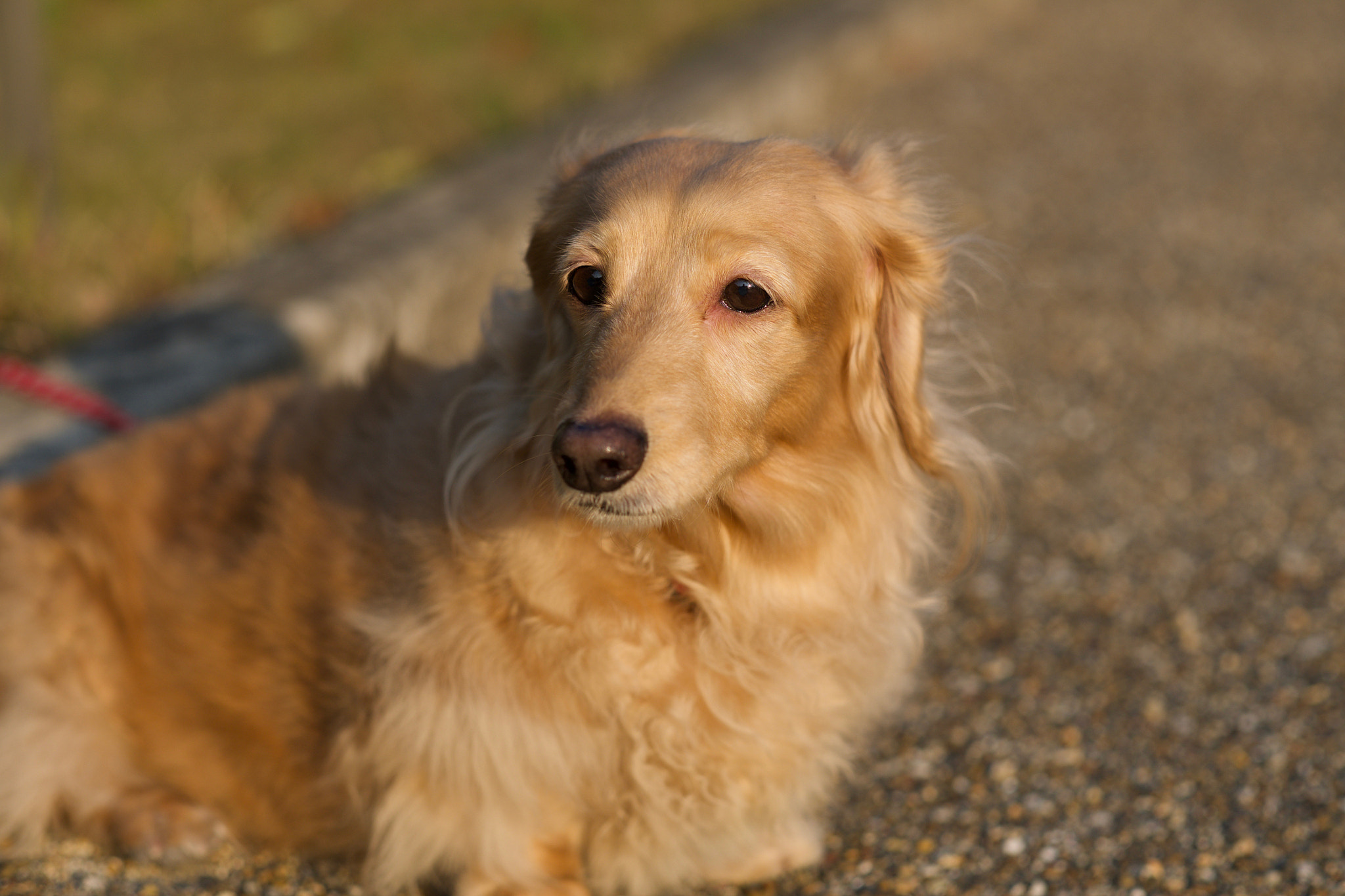 Fujifilm X-Pro2 + Fujifilm XF 56mm F1.2 R APD sample photo. 冬の光を浴びて photography