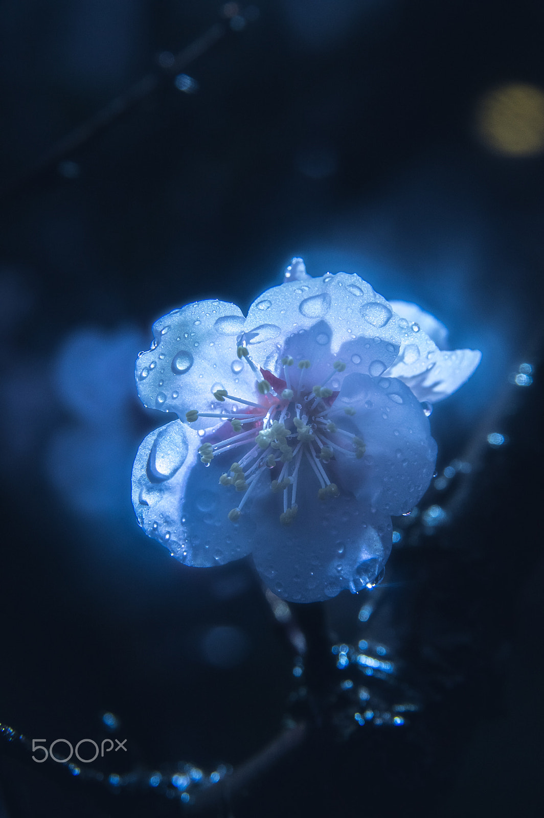 Sigma AF 10-20mm F4-5.6 EX DC sample photo. Fairy photography
