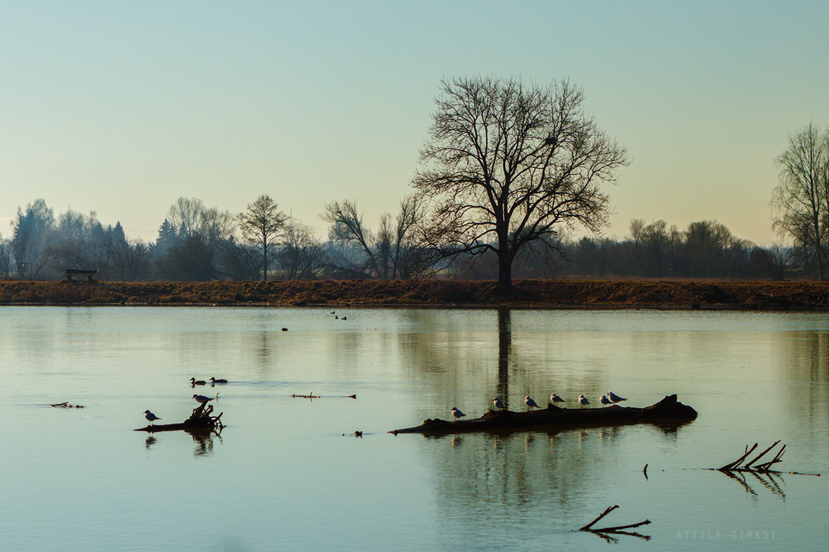 Canon EOS 80D sample photo. Morning on the danube photography