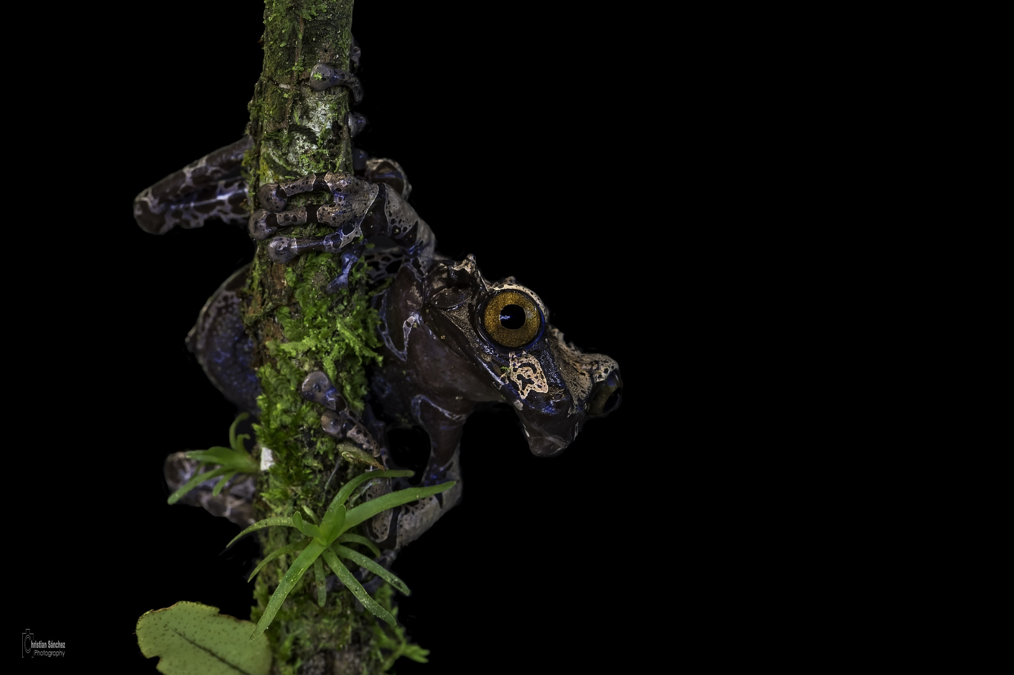 Nikon AF-S Micro-Nikkor 105mm F2.8G IF-ED VR sample photo. Spiny-headed treefrog photography