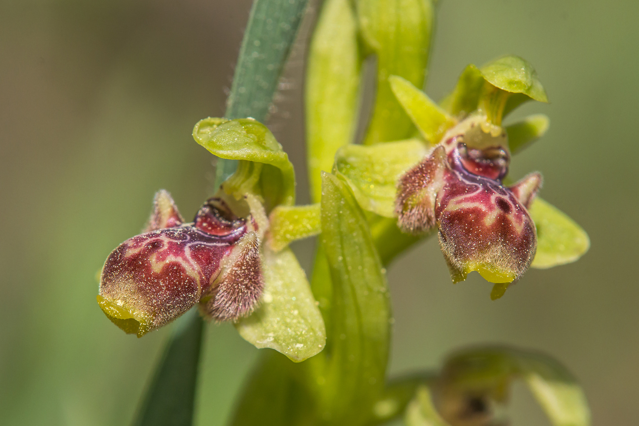 Tamron SP AF 180mm F3.5 Di LD (IF) Macro sample photo. Carmel bee-orchid photography