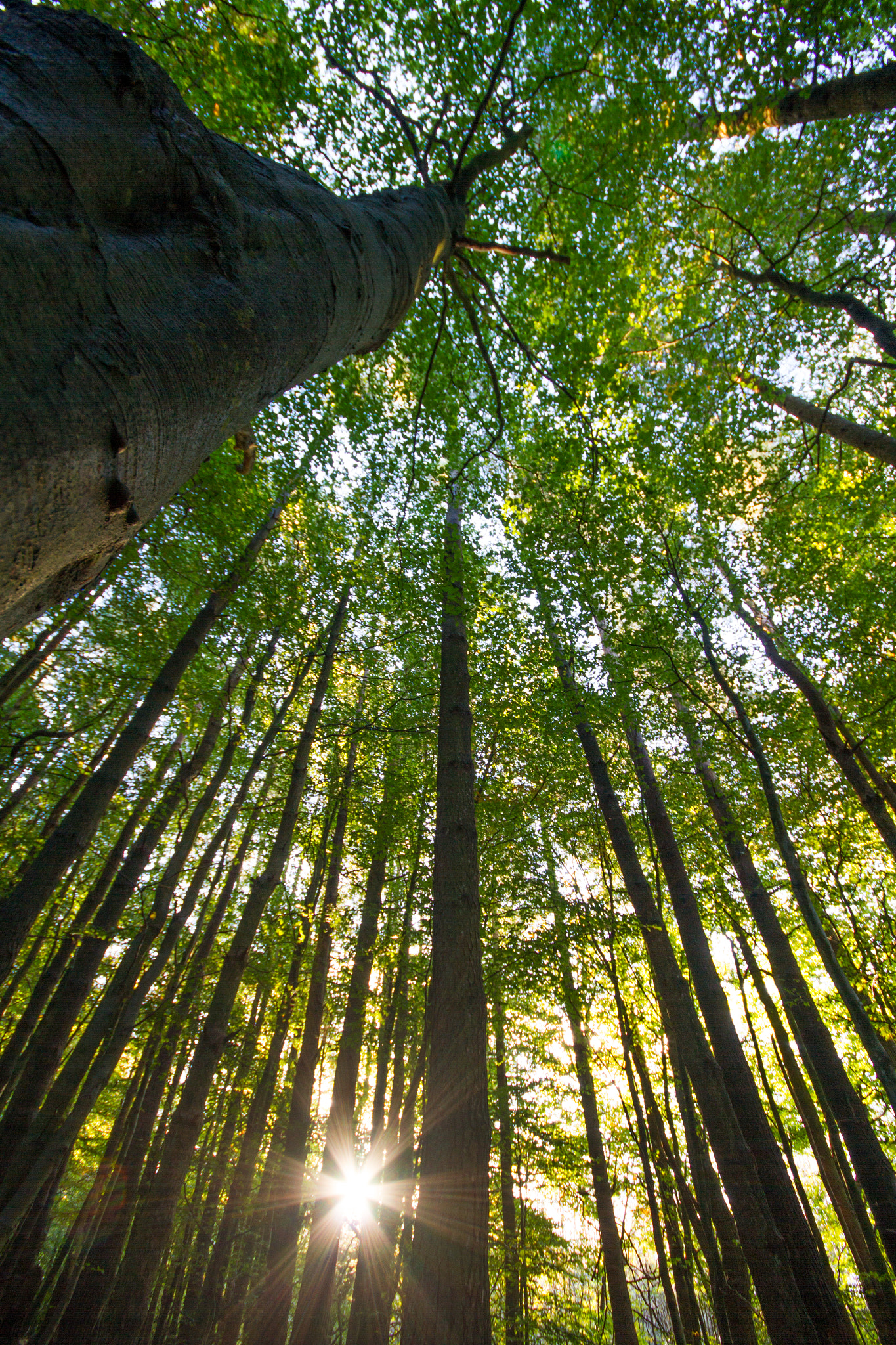 Canon EOS 7D + Sigma 10-20mm F4-5.6 EX DC HSM sample photo. Sunburst photography