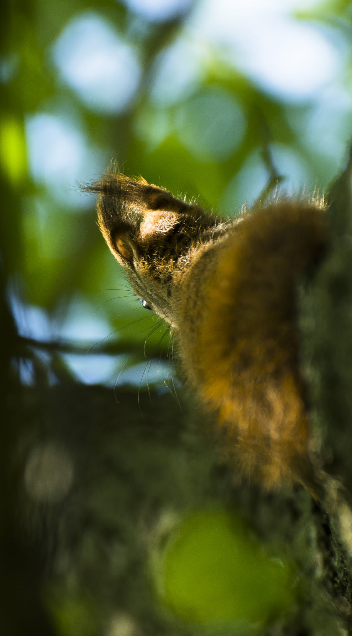 Nikon D7200 sample photo. With one eye .. photography