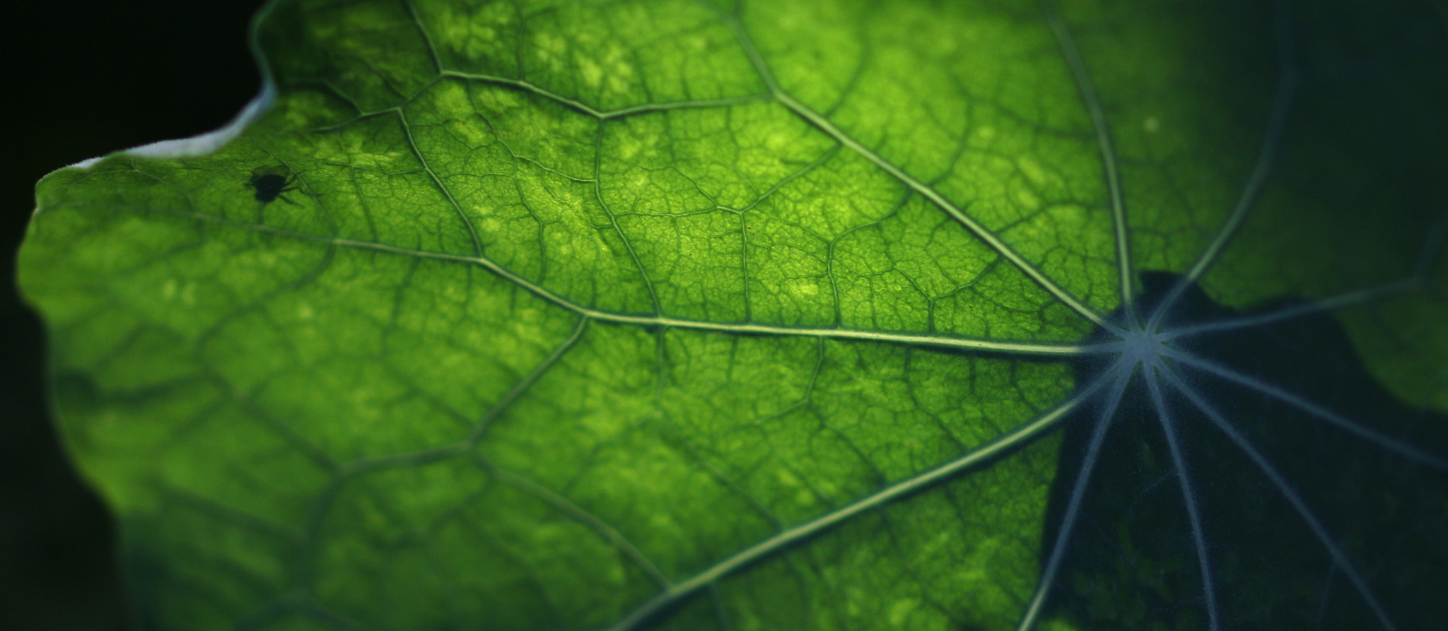 Sigma 105mm F2.8 EX DG OS HSM sample photo. Fly on leaf photography