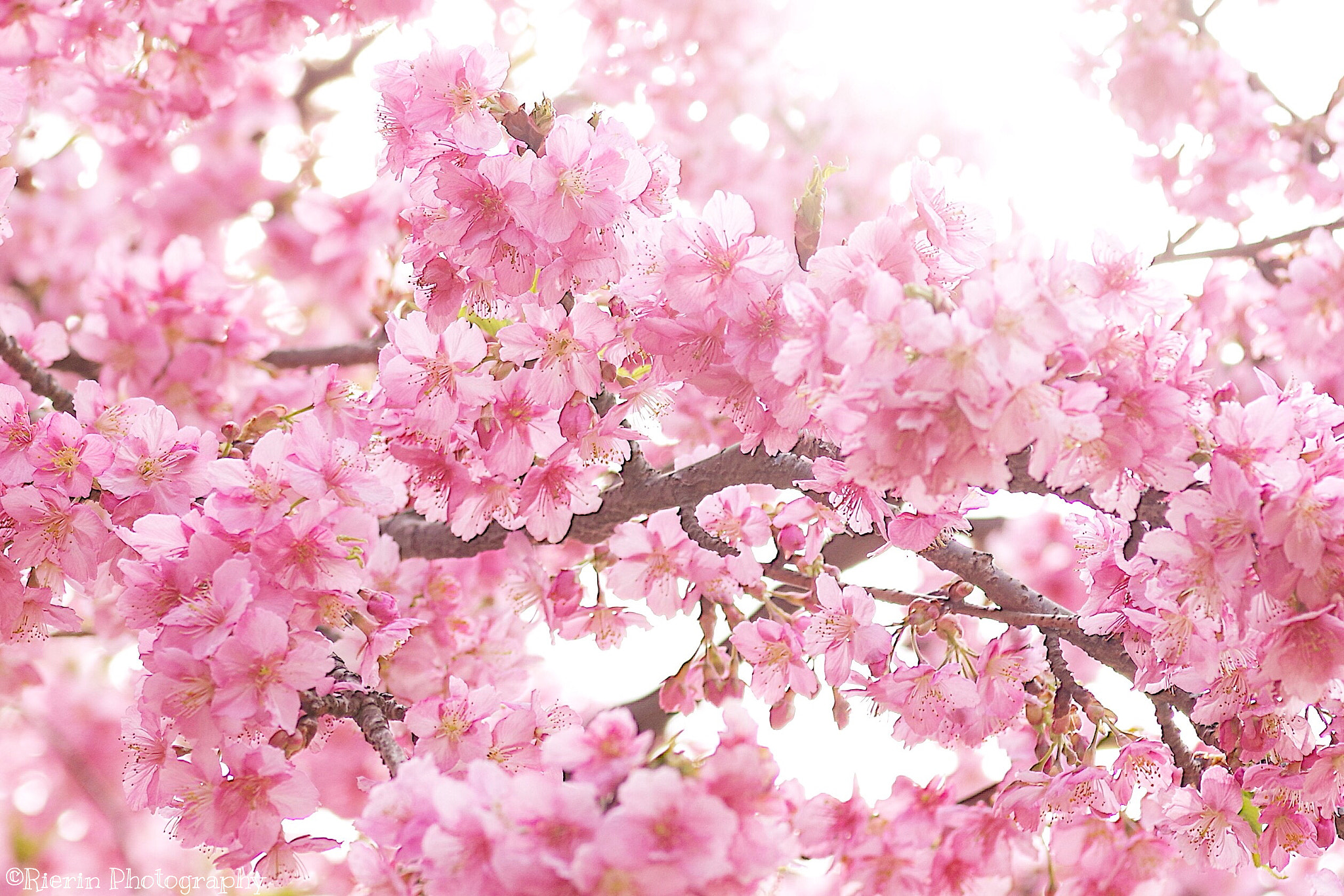 Pentax smc D-FA 100mm F2.8 Macro WR sample photo. Kawazu-sakura photography