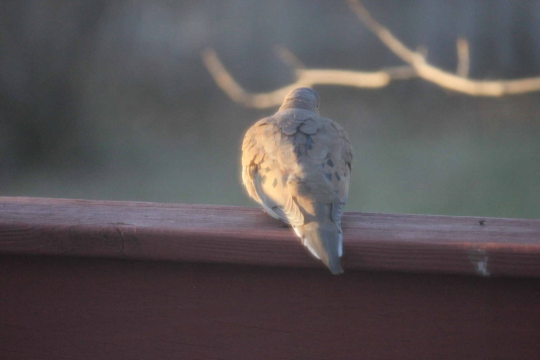 Canon EF-S 55-250mm F4-5.6 IS sample photo. Lost in thought photography