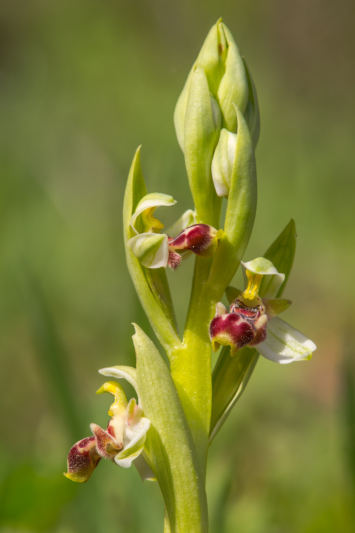 Canon EOS 60D + Tamron SP AF 180mm F3.5 Di LD (IF) Macro sample photo. Carmel bee-orchid photography