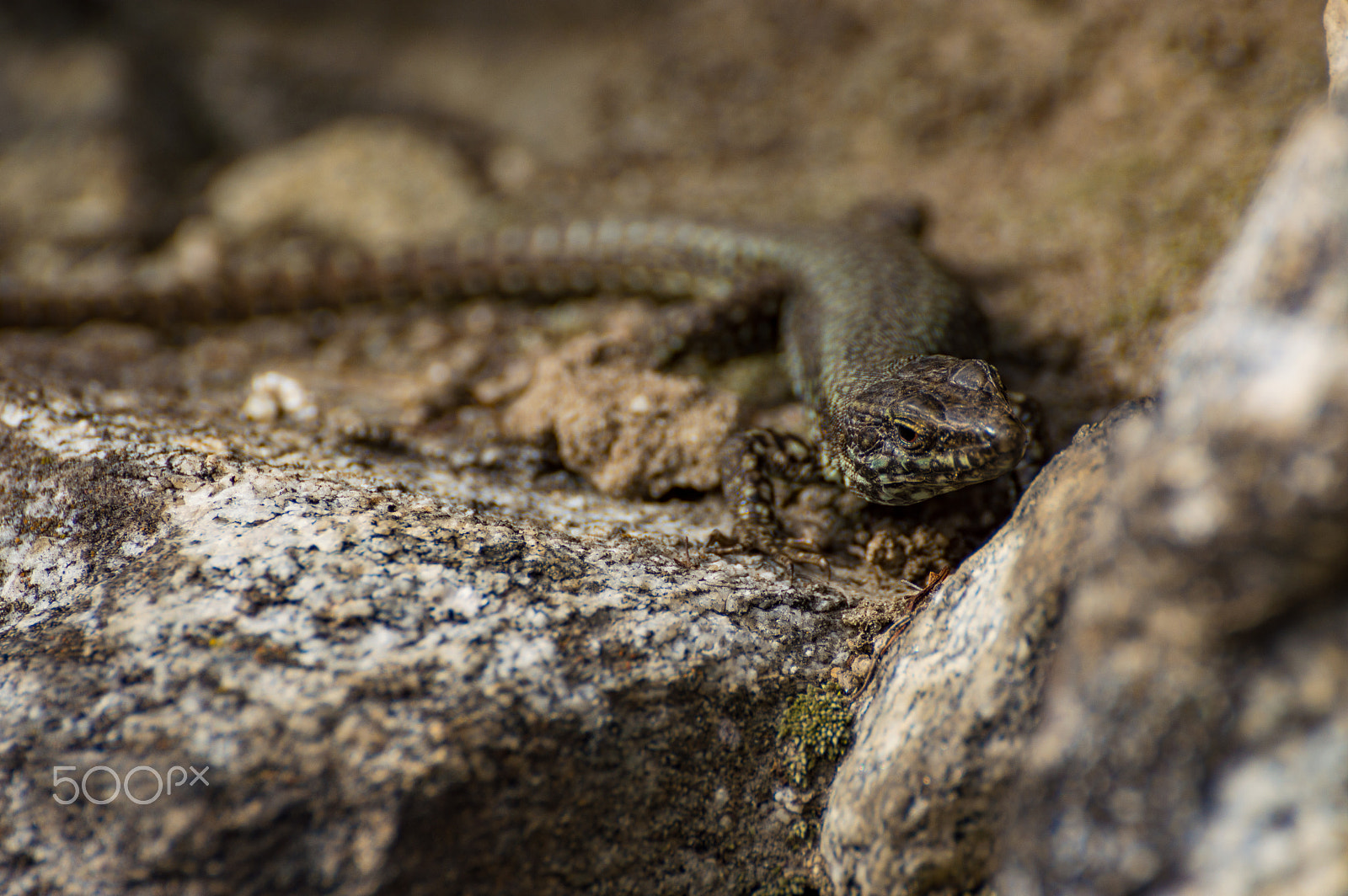 Nikon D3200 sample photo. Lizard photography